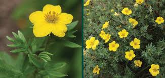 Attēlu rezultāti vaicājumam “Potentilla erecta fruit”