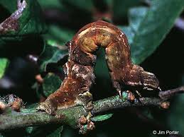 Attēlu rezultāti vaicājumam “Selenia dentaria larva”