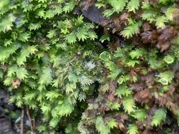 Attēlu rezultāti vaicājumam “Fissidens bryoides sporophyte”