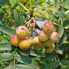 Attēlu rezultāti vaicājumam “Corylus avellana fruit”