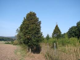 Attēlu rezultāti vaicājumam “Tilia platyphyllos Laciniata”