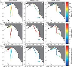 Image result for Lamna ditropis