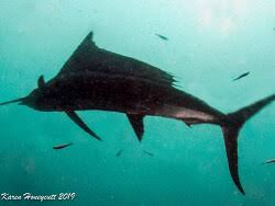 Image result for Istiophorus platypterus