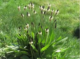 Attēlu rezultāti vaicājumam “Plantago lanceolata”