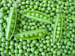 Attēlu rezultāti vaicājumam “Pisum sativum fruit”