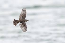 Image result for Anthus spinoletta