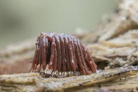 Attēlu rezultāti vaicājumam “Stemonitis fusca”