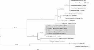 Attēlu rezultāti vaicājumam “Calliergon megalophyllum”