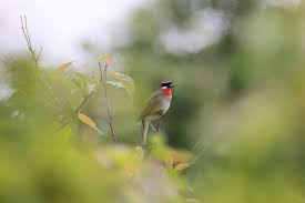 Image result for Luscinia calliope