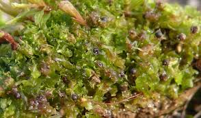 Attēlu rezultāti vaicājumam “Fossombronia foveolata sporophyte”