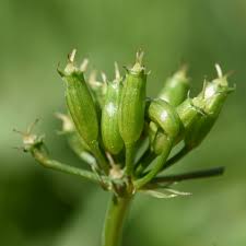 Attēlu rezultāti vaicājumam “Oenanthe aquatica leaf”