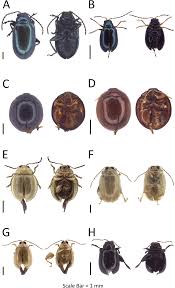 Attēlu rezultāti vaicājumam “Chrysomelidae”