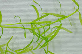 Attēlu rezultāti vaicājumam “Najas tenuissima leaf”