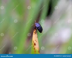 Attēlu rezultāti vaicājumam “Cydnidae”