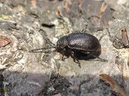 Attēlu rezultāti vaicājumam “Galeruca tanaceti”