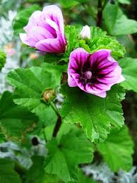 Image result for Malva sylvestris 'Zebrina'
