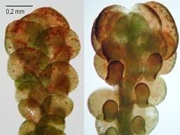 Attēlu rezultāti vaicājumam “Frullania fragilifolia”