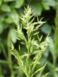 Attēlu rezultāti vaicājumam “Arrhenatherum elatius”