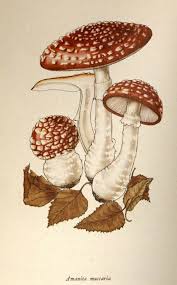 Attēlu rezultāti vaicājumam “Amanita muscaria”