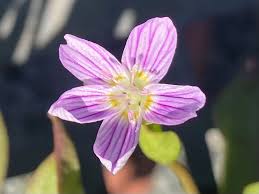 Attēlu rezultāti vaicājumam “Claytonia sibirica flower”