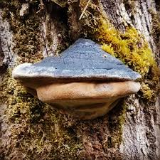 Attēlu rezultāti vaicājumam “Phellinus igniarius”