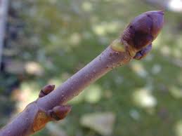 Attēlu rezultāti vaicājumam “Aesculus x hybrida bud”