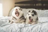 5 Reasons Why Dogs Yawn: Love, Stress, Bored & More