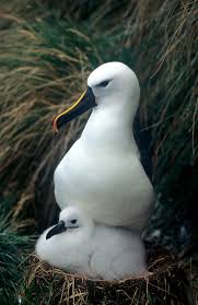 Image result for albatross dead chick