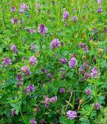 Attēlu rezultāti vaicājumam “Medicago sativa subsp. sativa”