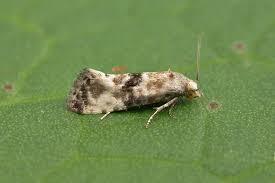 Attēlu rezultāti vaicājumam “Eupoecilia angustana”