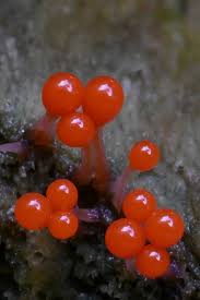 Attēlu rezultāti vaicājumam “Hemitrichia sp.”