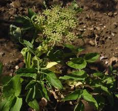 Attēlu rezultāti vaicājumam “Angelica palustris”