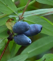 Attēlu rezultāti vaicājumam “Lonicera caerulea var. pallasii fruit”