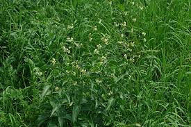 Attēlu rezultāti vaicājumam “Vincetoxicum hirundinaria fruit”