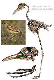 Image result for Burhinus oedicnemus