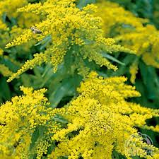 Image result for Solidago virgaurea