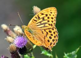 Attēlu rezultāti vaicājumam “Argynnis paphia male”
