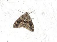 Attēlu rezultāti vaicājumam “Thera variata”