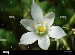 Attēlu rezultāti vaicājumam “Ornithogalum umbellatum flower”