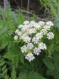 Image result for Myrrhis odorata