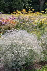 Attēlu rezultāti vaicājumam “Gypsophila paniculata”