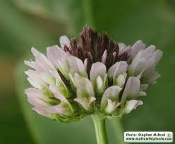 Attēlu rezultāti vaicājumam “Trifolium fragiferum leaf”