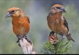 Attēlu rezultāti vaicājumam “Loxia pytyopsittacus male”