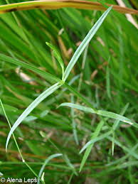 Attēlu rezultāti vaicājumam “Stellaria palustris”