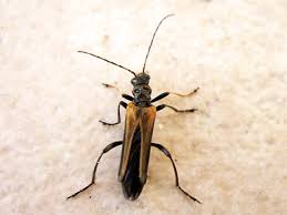 Attēlu rezultāti vaicājumam “Oedemera femorata”