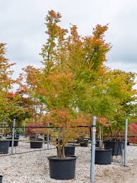 Attēlu rezultāti vaicājumam “Acer”