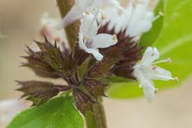 Attēlu rezultāti vaicājumam “Mentha x verticillata leaf”