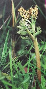 Attēlu rezultāti vaicājumam “Botrychium matricariifolium”