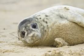 Attēlu rezultāti vaicājumam “Halichoerus grypus”