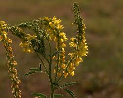 Attēlu rezultāti vaicājumam “Melilotus”